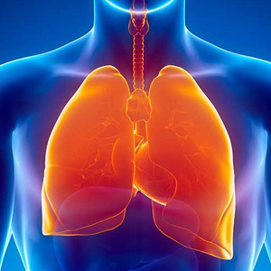 Sistema respiratorio - Herboldiet